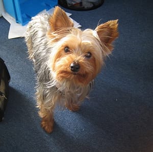 dog1