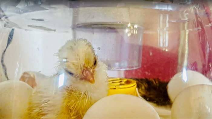 Our Easter chicks have hatched!